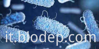 lactobacillus helveticus2